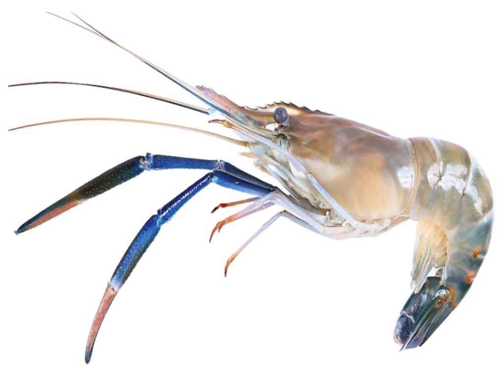 Sumayan Fish SUMAYA SEAFOOD TRADE INTERNATIONAL